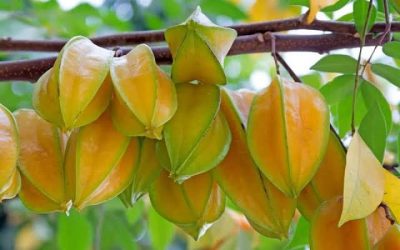 ডায়াবেটিস নিয়ন্ত্রণে খান কামরাঙা