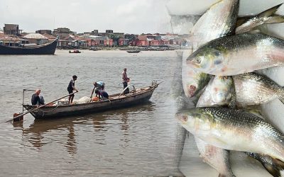 ইলিশ আহরণে বড় পতন-বছরের ব্যবধানে ২৩ শতাংশ হ্রাস