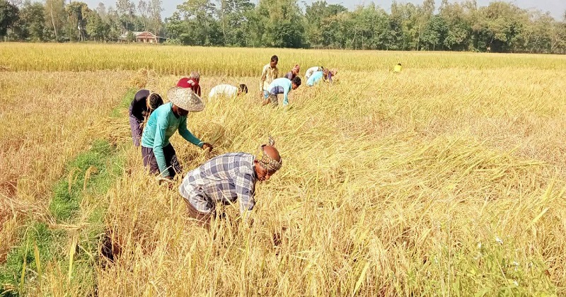 শ্রীমঙ্গলে আমন ধানের বাম্পার ফলন,কৃষকের মুখে তৃপ্তির হাসি