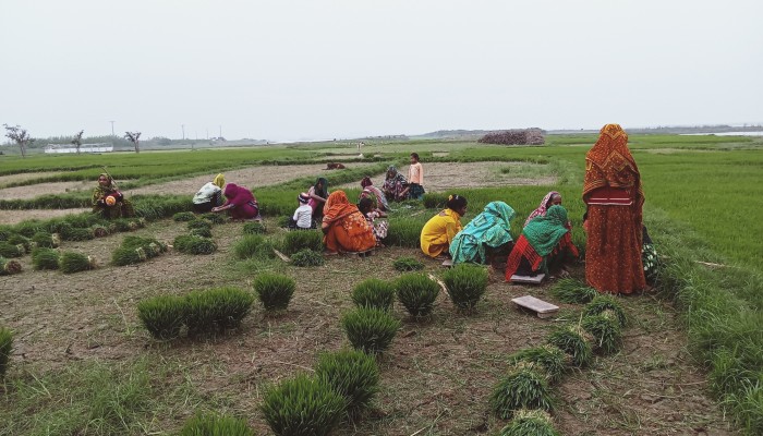 জগন্নাথপুরে বোরো আবাদের ধুম,হাওরে হাওরে জমি আবাদে প্রতিযোগিতা