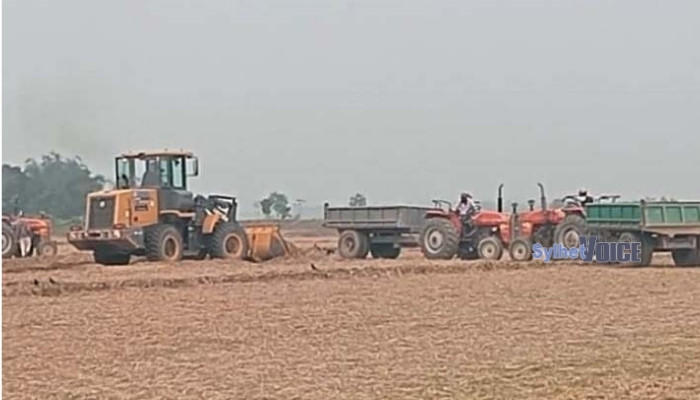 কানাইঘাটে ফসলি জমির মাটি কাটার মহোৎসব